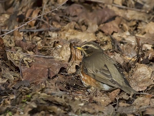 Punakylkirastas, Redwing, Turdus iliacus
